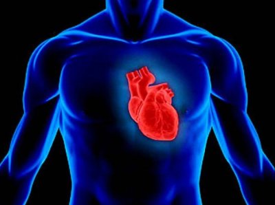 Сердце спортсмена: влияние силовых упражнений на миокард.