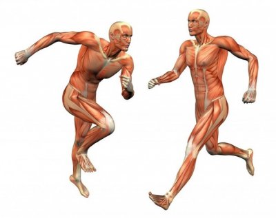 Типы мышечных волокон и их влияние на методический подход к тренировке