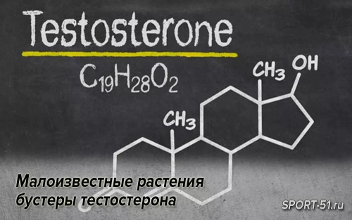 Малоизвестные растения бустеры тестостерона