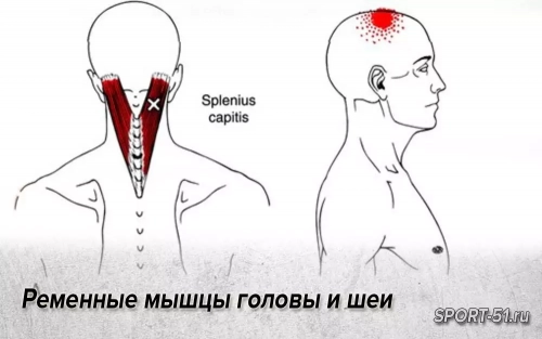 Ременные мышцы головы и шеи