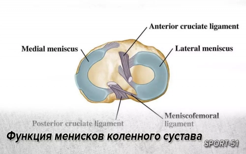 Функция менисков коленного сустава
